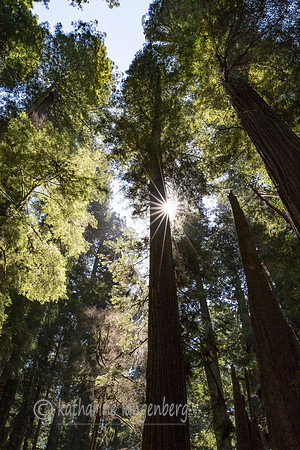 Jedediah Redwood State Park, California