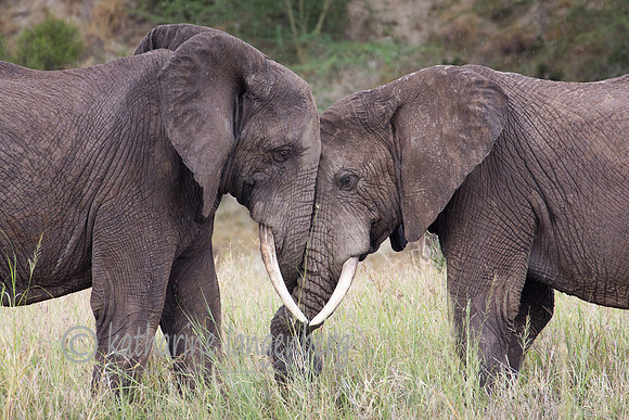 Elephants