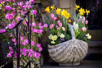 Spring blooms