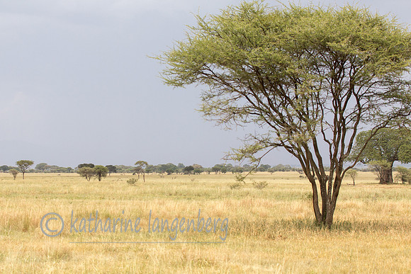 Tarangire National Park