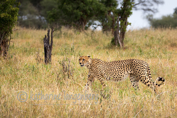 Cheetah