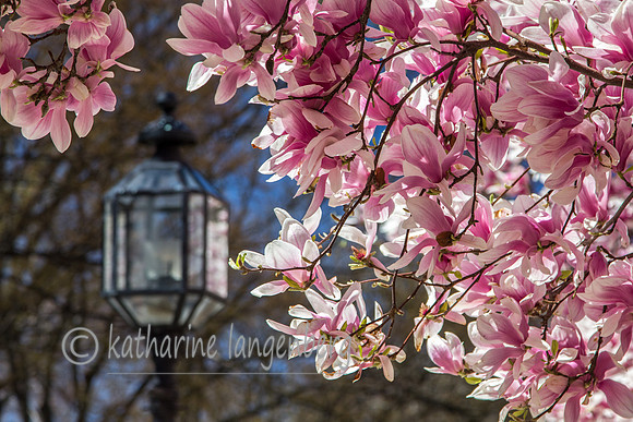 Magnolias