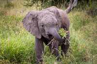 Baby Elephant