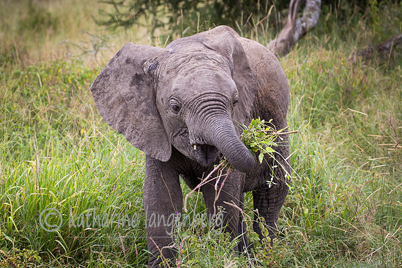 Baby Elephant