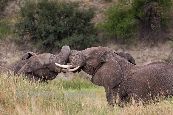 Elephants