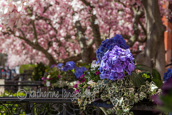 Hydrangeas