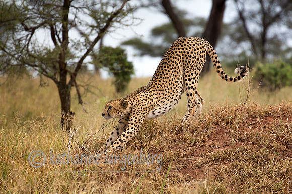 Cheetah