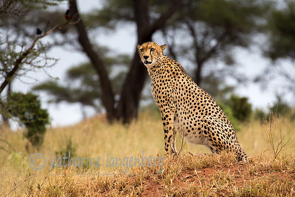 Cheetah in Tarangire National Park