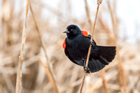 Redwing Blackbird