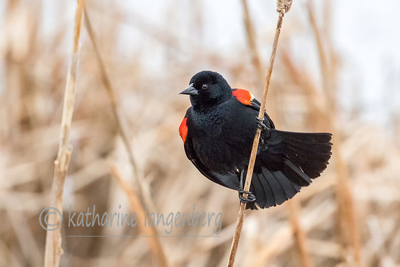 Redwing Blackbird