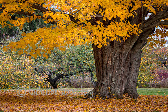 Under the Maple tree