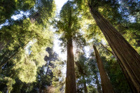 Jedediah Smith Redwood State Park, California