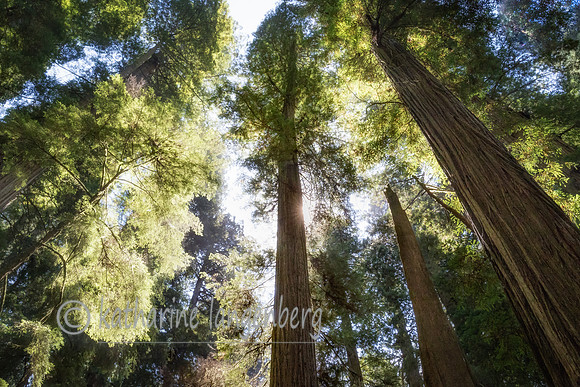 Jedediah Smith Redwood State Park, California