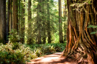 Redwood National Park, California