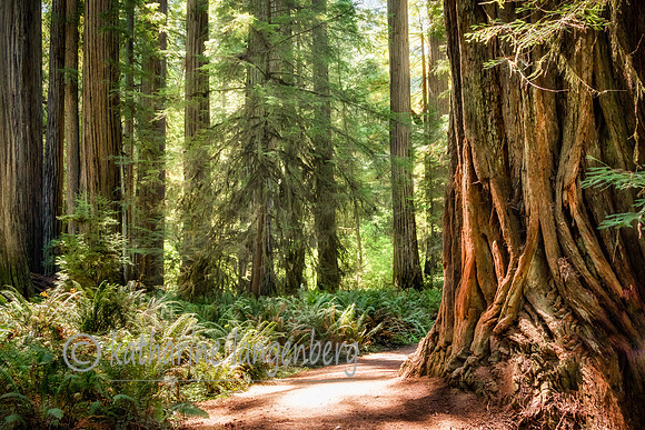 Redwood National Park, California