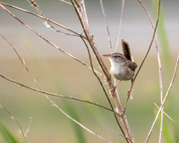 Marsh Wren