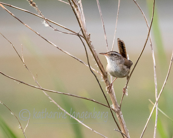 Marsh Wren