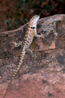 A visitor
