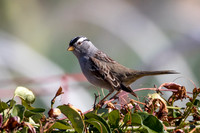 White-Crowned Sparrow
