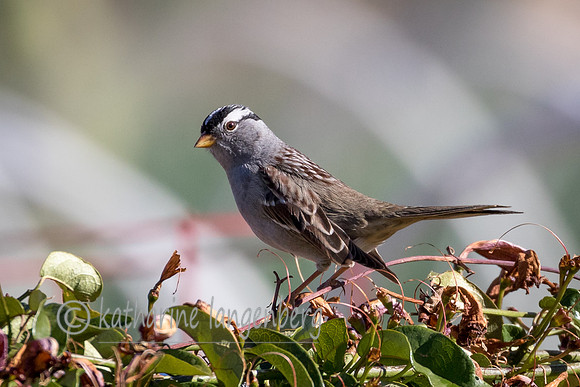 White-Crowned Sparrow