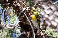 Townsend Warbler