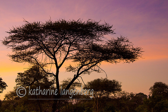 Tarangire Sunrise