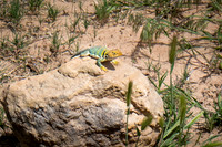 Green Lizard, uncommonly seen