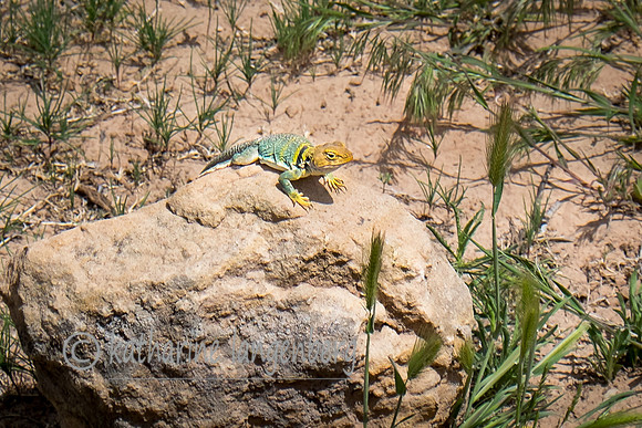 Green Lizard, uncommonly seen