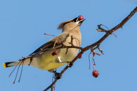 Cedar Waxwing