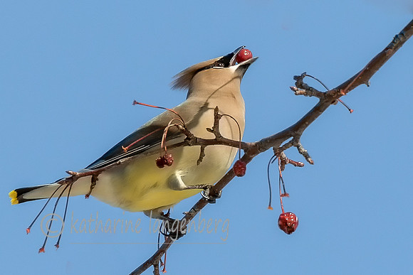 Cedar Waxwing