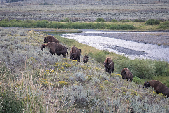Bison of Lamar Valley