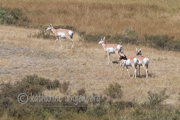 Pronghorn of Lamar Valley