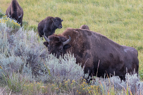 Bison on the move