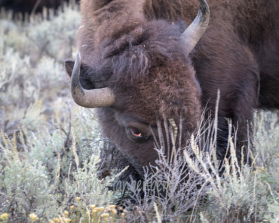 Bison watching and grazing