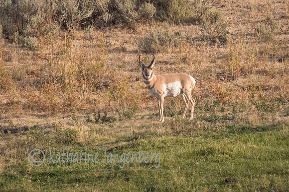 Pronghorn