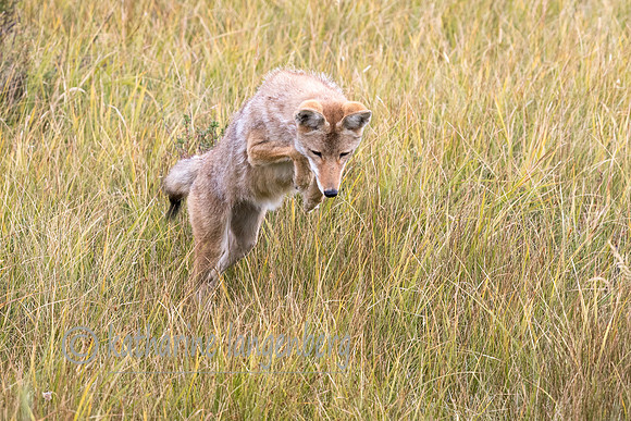 the pounce!