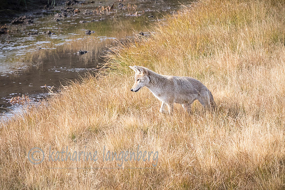 Coyote hunting