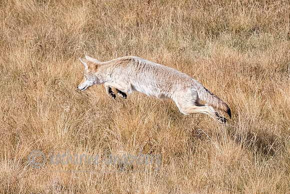 Coyote hunting