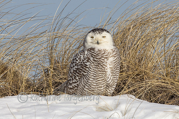 Snowy Owl