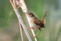 Marsh Wren