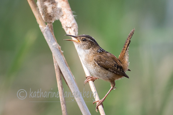 Marsh Wren