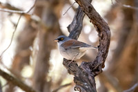 Yellow-Eyed Junco