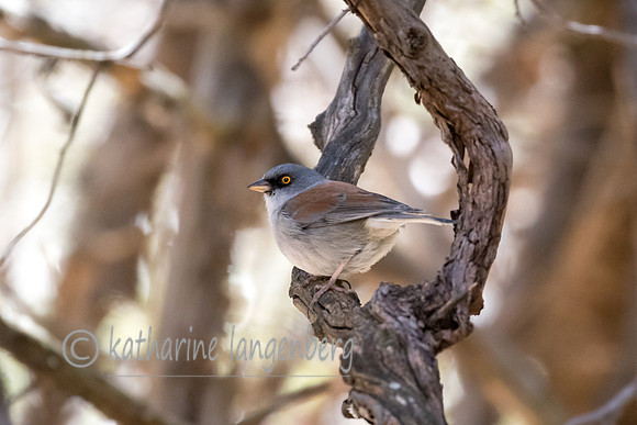 Yellow-Eyed Junco
