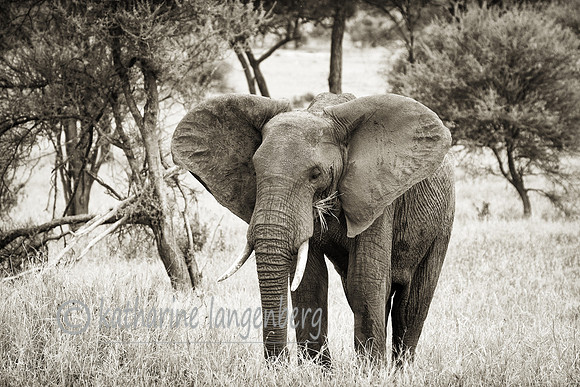 Elephant