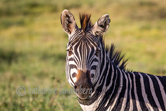 Zebra