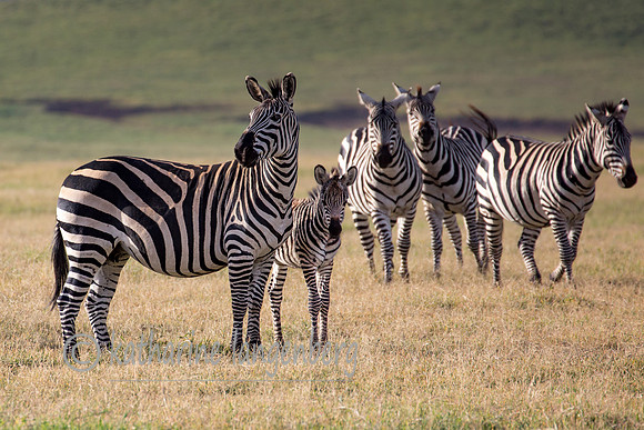 Zebras of the Ngorongoro Crater