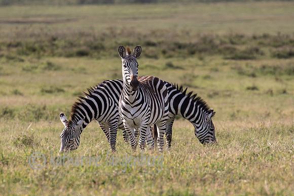 Triple Zegbras in the Ngorongoro Crater