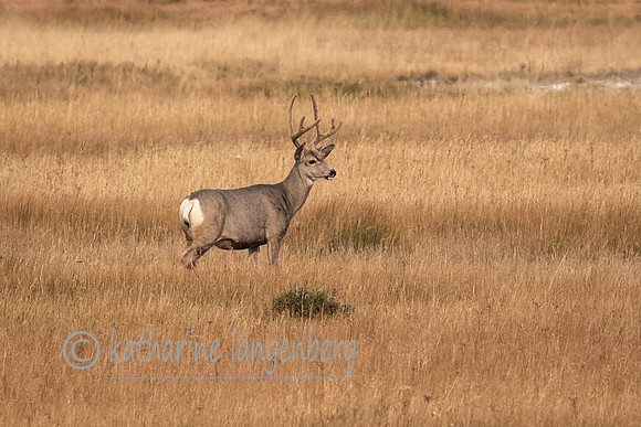 Mule Deer