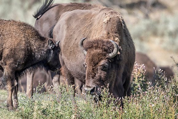 Adult Bison and calf