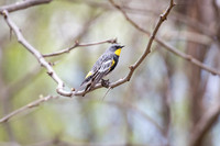 Audubon Warbler, Yellow-rumped